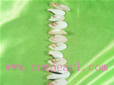 cute15.5" nature shell strands